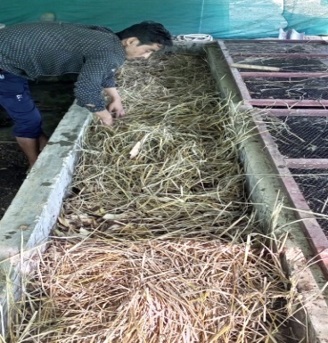 Vermicomposting step 4