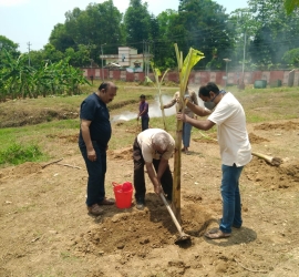 Planting banana tree in T.U. Campus