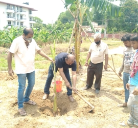 Planting banana tree in T.U. Campus