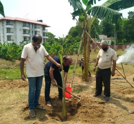 Planting banana tree in T.U. Campus